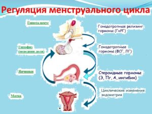Регуляция менструального цикла_Аменорея экстрагонадной этиологии